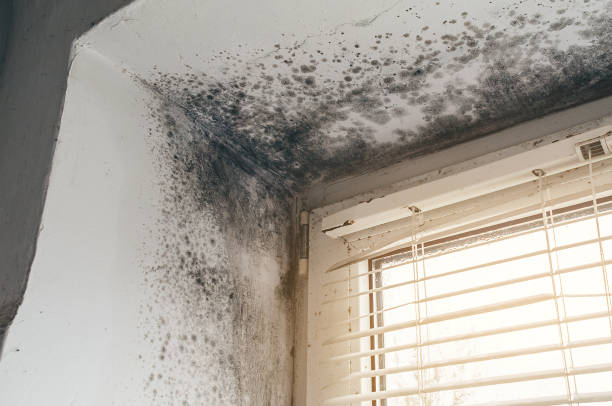 Affordable Mold Cleanup solutions in Thomasville, PA