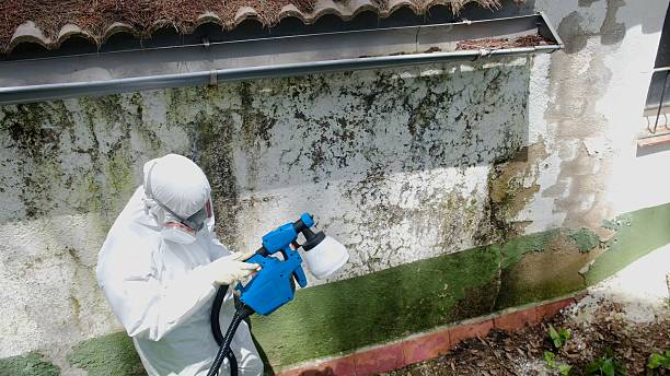 Top rated local Mold Cleanup specialists in Thomasville, PA
